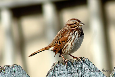 Little Birds of Winter