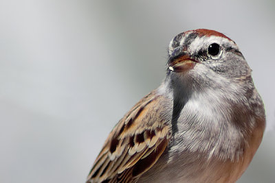 My Backyard Birds