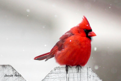 Come Little Red Bird, Sing Me a Song