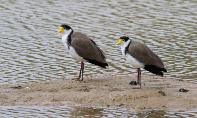 Gary's favourite birds (SWPs) at the entrance pond, 0T8A1134