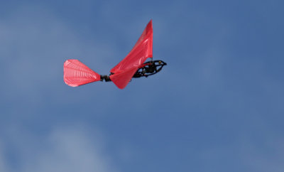 NPMAC 9 Mar 2015, Glen flying my F/T Snowball & ornithopter in Levin
