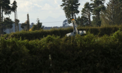 The last sighting of the doomed FW 190, 0T8A3581.jpg
