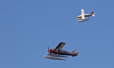 Allen & Tony's Beavers, 0T8A4481.jpg