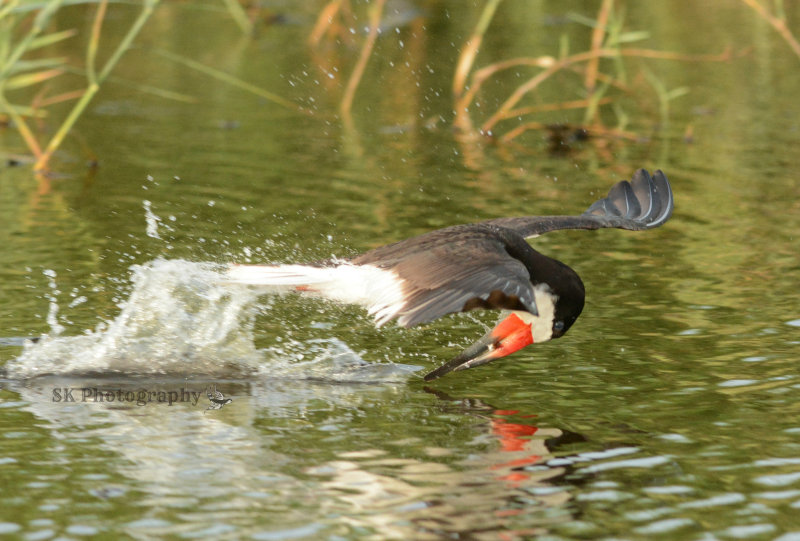 Black Skimmer