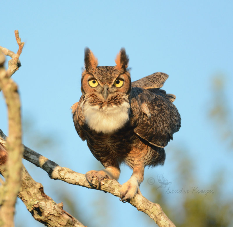 Great Horned Owl