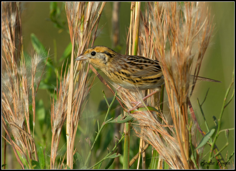 LeContes Sparrow