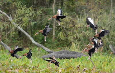 Black bellied Whistling Duck