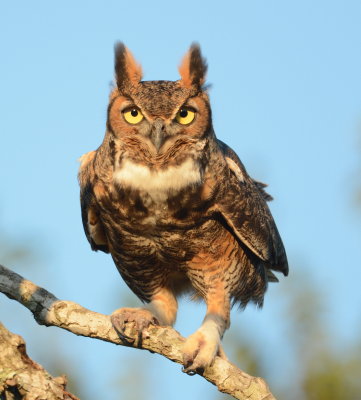 Great Horned Owl Wins Featherfest Contest