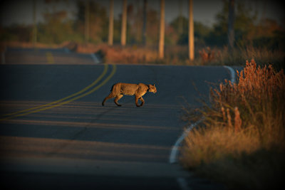 Bobcat