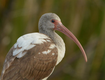 American white ibis 
