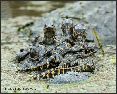 Gator with babies Pbase.jpg