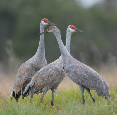 Sandhill Crane