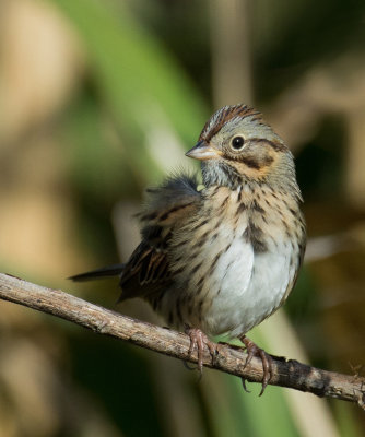 Lincoln's Sparrow 