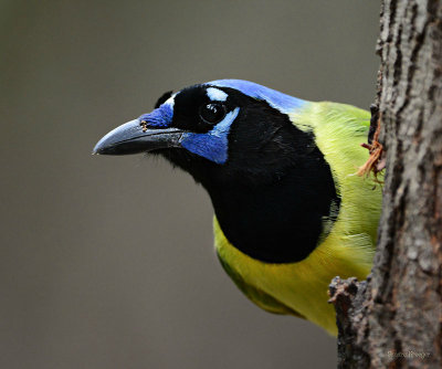 Green Jay 