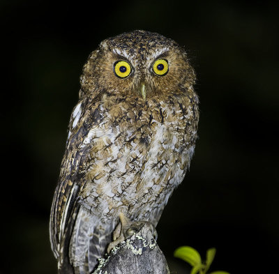 Bare-Shanked Screech Owl 