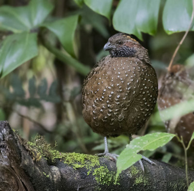 Spotted Wood-Quail 