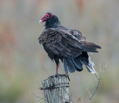 Turkey Vulture BNWR sm.jpg