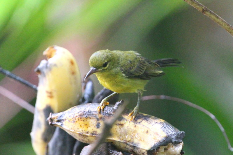 Rdstrupig solfgel, female
