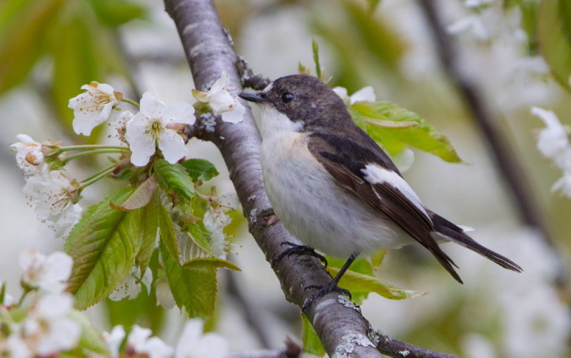 Svartvit flugsnappare, male