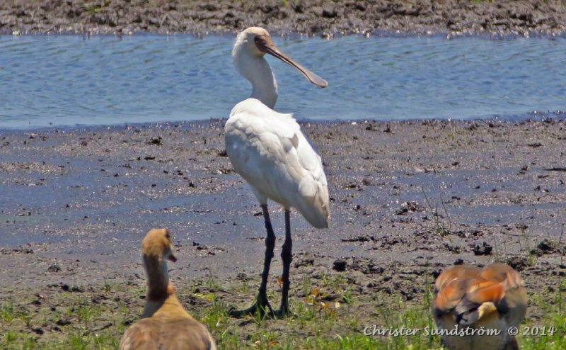 Afrikansk skedstork 
