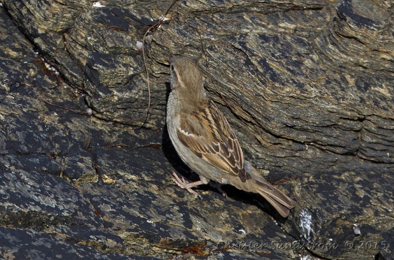 Grsparv, female