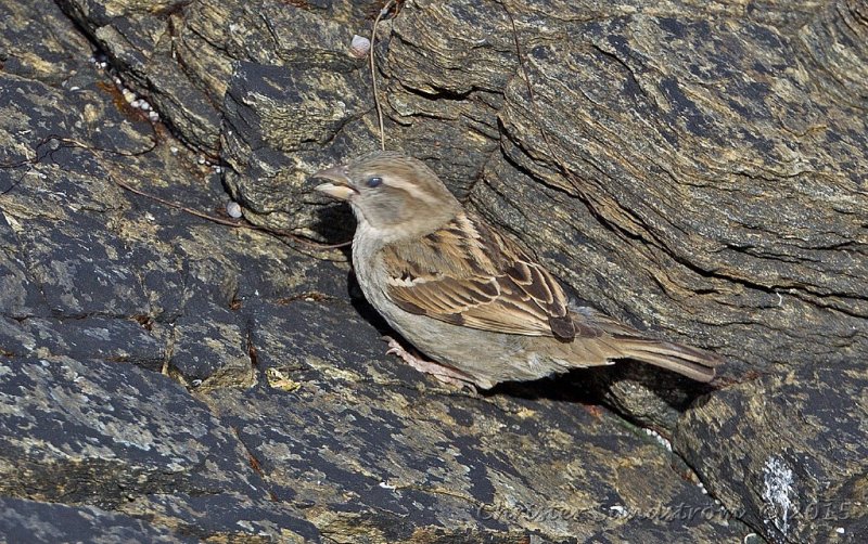 Grsparv, female