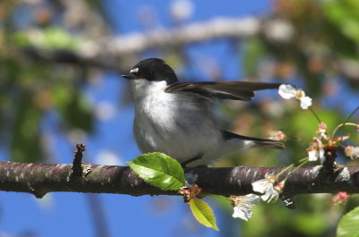 Svartvit flugsnappare	