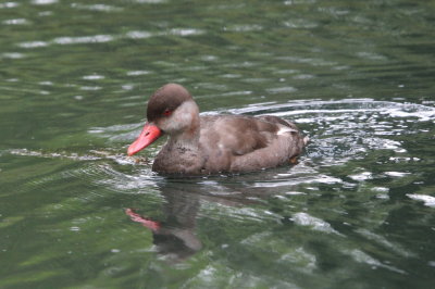 Rdhuvad dykand, male eklips