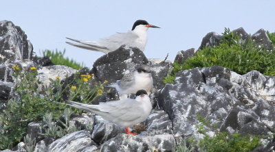 Rosentrna (dougallii)