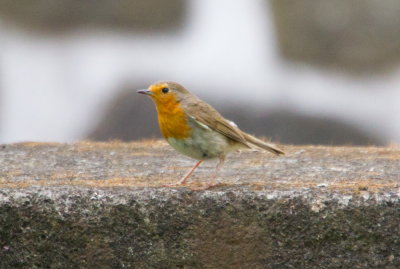 Rdhake  (rubecula)