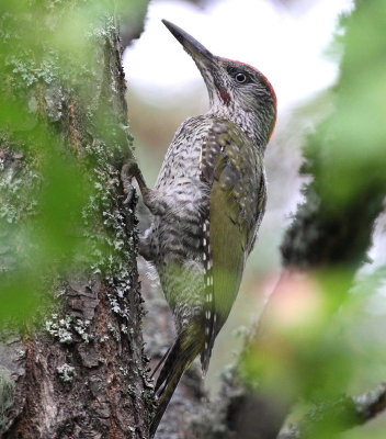 Grngling, male, juvenil