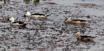 Bomullsdvrgand, male and female