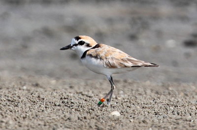 Malajpipare, male