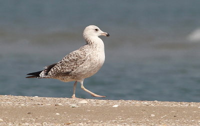 Mongolian Gull, juvenil
