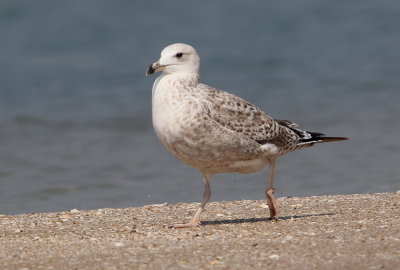 Mongolian Gull, juvenil