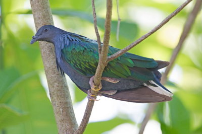 Birds and animals in Thailand