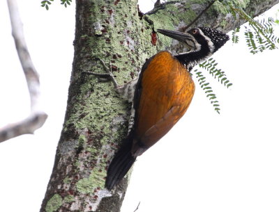 Strre sultanspett, female	