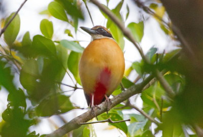 Mangrovepitta	