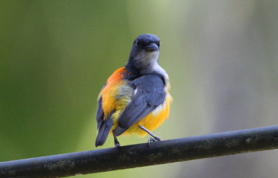 Orangebukad blomsterpickare, male