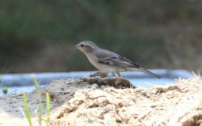 Pegusparv	, female