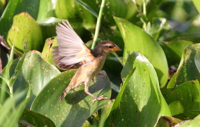 Bayavvare, female