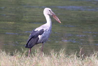 Asiatisk gapnbbstork