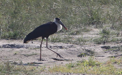 Ullhalsstork