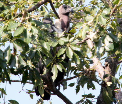 Asiatisk vitryggad gam, adult