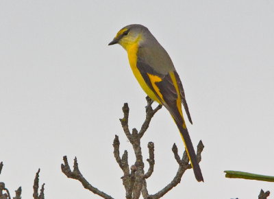 Lngstjrtad minivett, favillaceus, female