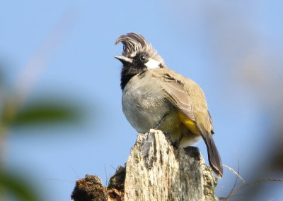 Himalayabulbyl, leucogenys