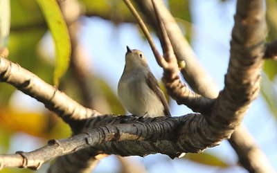 Nunneflugsnappare, collini, female