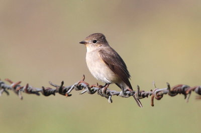 Mindre flugsnappare, female