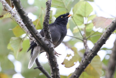 Jungelmajna, fuscus, male