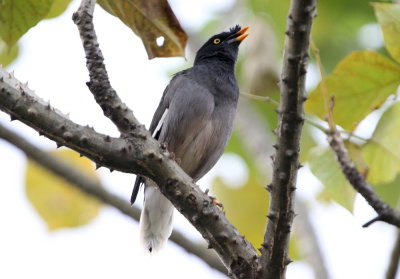 Jungelmajna, fuscus, male